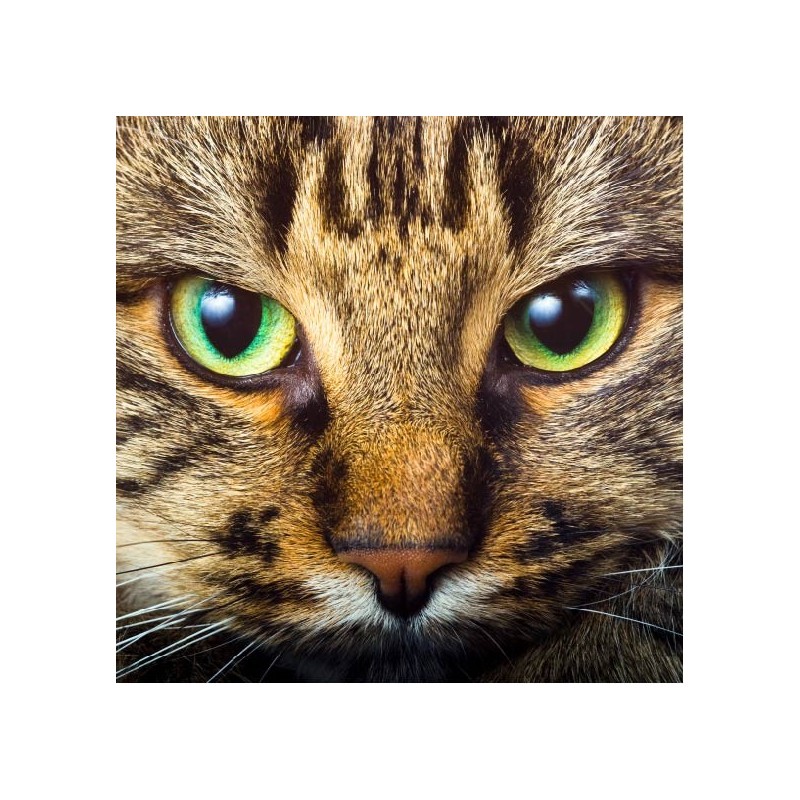 Affiche poster  yeux de  chat  Art D co Stickers